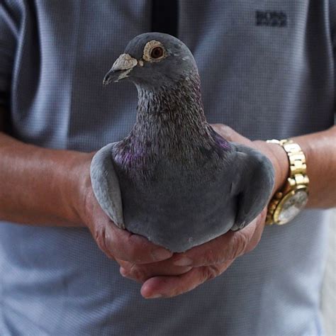 mcarthur pigeon race prize|In the Philippines’ intense 600km homing pigeon race, birds face the.